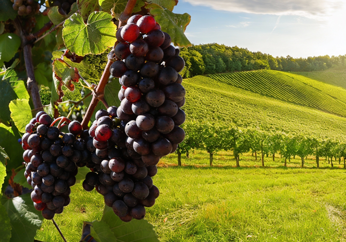 Acqua calda per il mosto